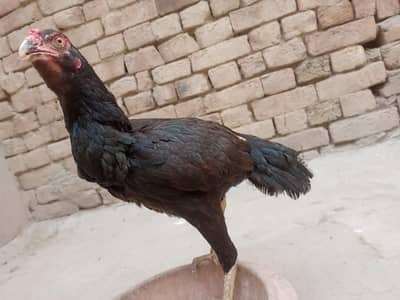 Aseel Heera, aseel  mianwali and aseel  amroha hen for sale