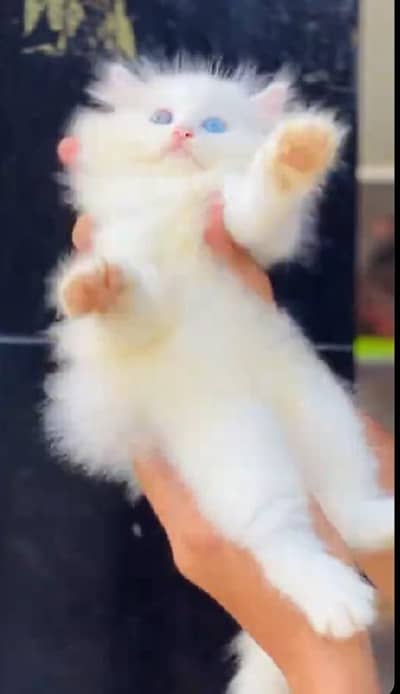 Persian female kitten for sale My WhatsApp number 03 25 022 67 56