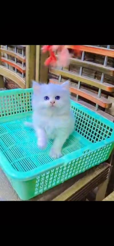 Quality Persian Punch face cat & kitten is 03233614642 WhatsApp