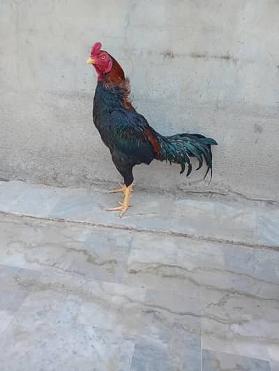 topla lassani mushka