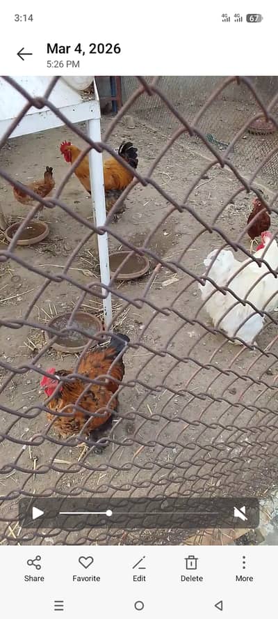 Puff murgha for sale