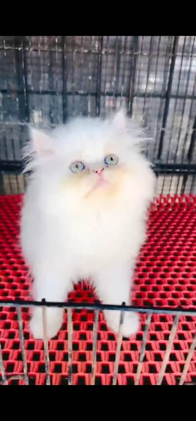 Quality Persian Punch face cat & kitten is 03233614642 WhatsApp
