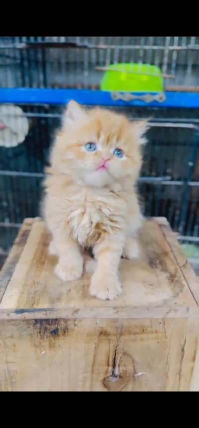 Quality Persian Punch face cat & kitten is 03233614642 WhatsApp
