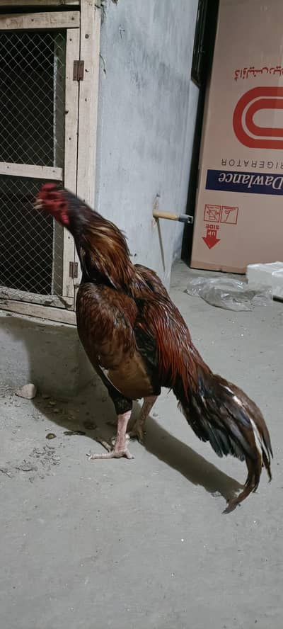 peela or  cheena murgha