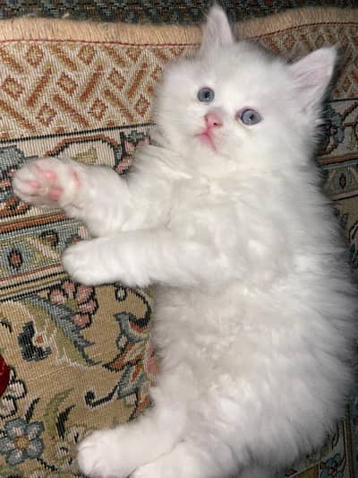 doll face pure white kitten more than triple coated