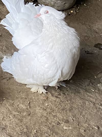 AMERICAN WHITE MALE OR YELLOW FEMALE 03115733578 whatsapp