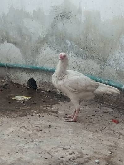 heera breeder male and female for sale