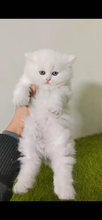 Quality Persian Punch face cat & kitten is 03233614642 WhatsApp