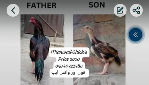 Mianwali chicks|lasani madi|jawa aseel murgha |only for sale in lahore
