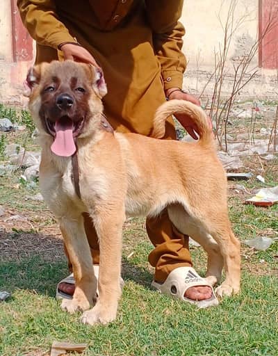 King kurdish kangaal male pure breed security dog 2months for sale