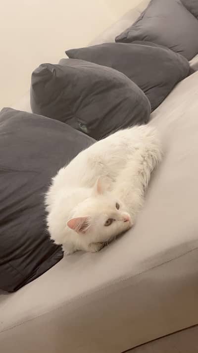 White Persian cat