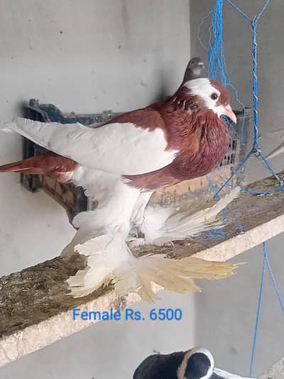 Reverse Yellow pair and Red megpie Female for sale