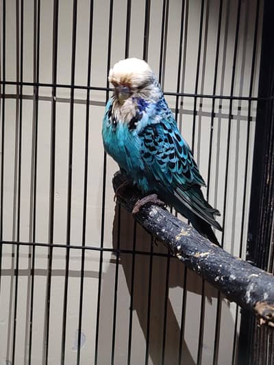 exhibition male budgie