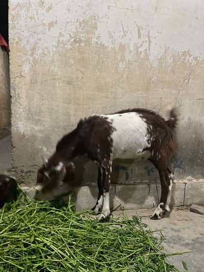 Bakra | breeder Goat | بکرا|Goat | bakri | بکری | bakri for sale