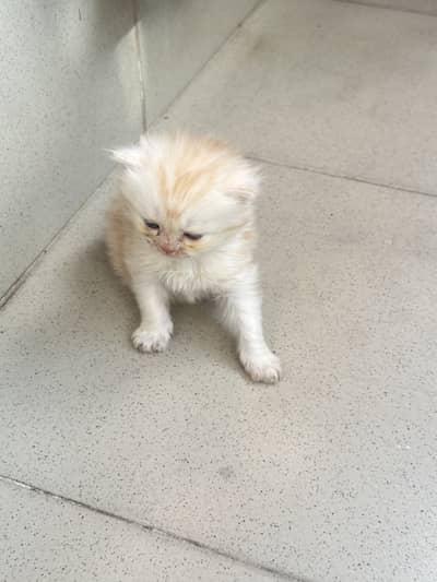Persian cat