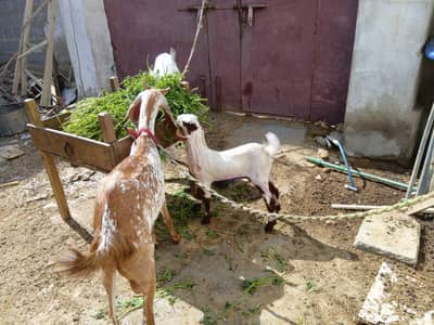 Whole Goats Setup for Sale in Ahsanabad