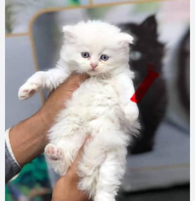 1 month White Persian kittens up for sale