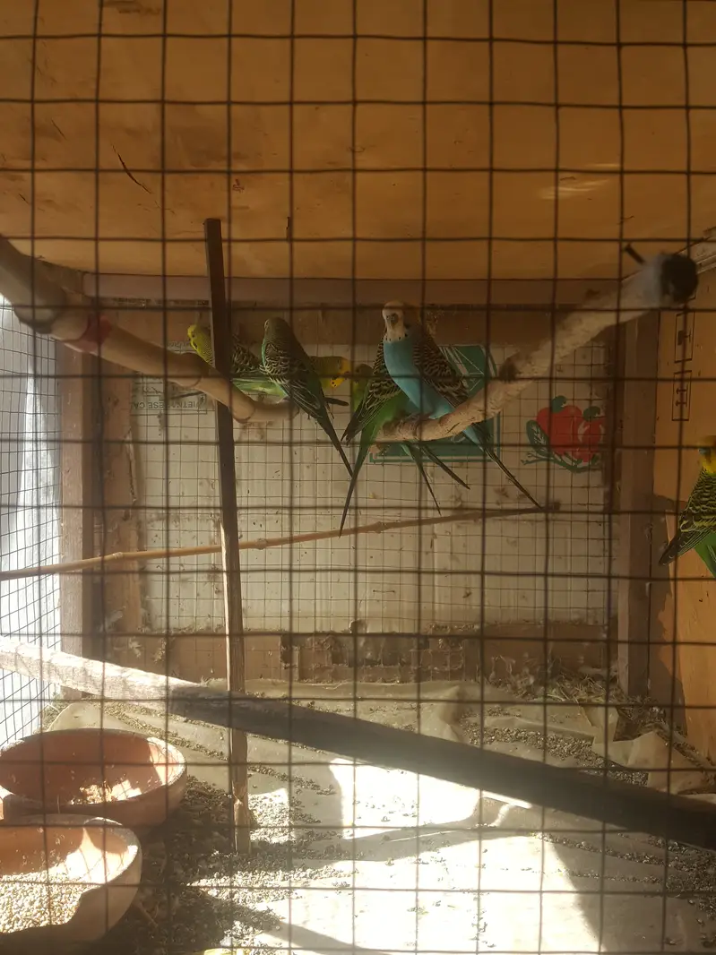 Australian parrots budgies for Sale — photo 2