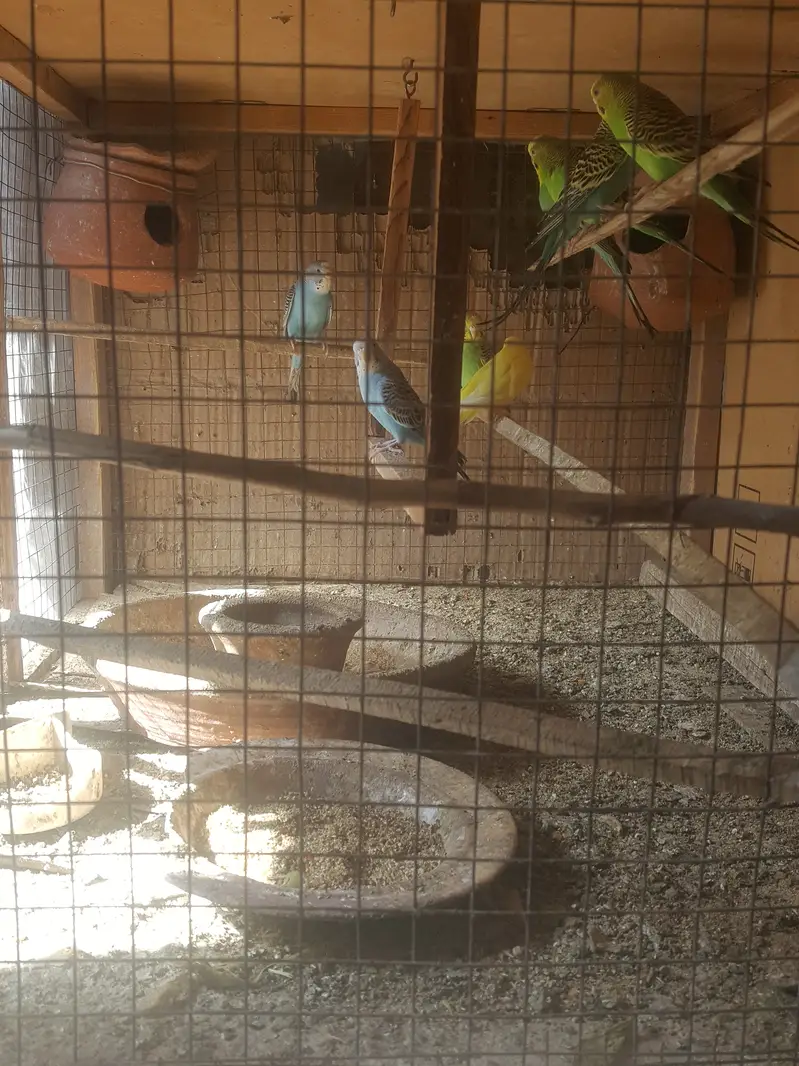 Australian parrots budgies for Sale — photo 3