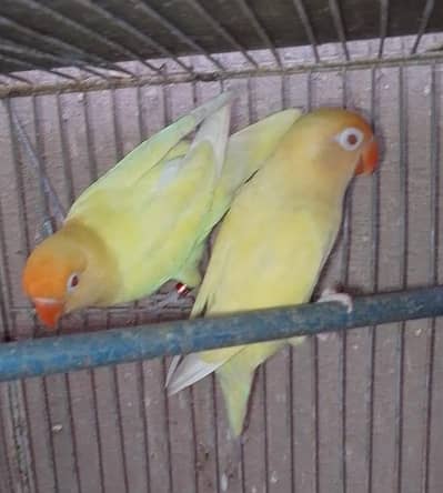 creamino fishri bounded pair with eggs urgent sale