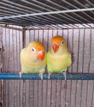 creamino fishri bounded pair with eggs urgent sale