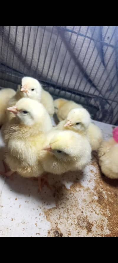chicks for sale urgent sale krny h