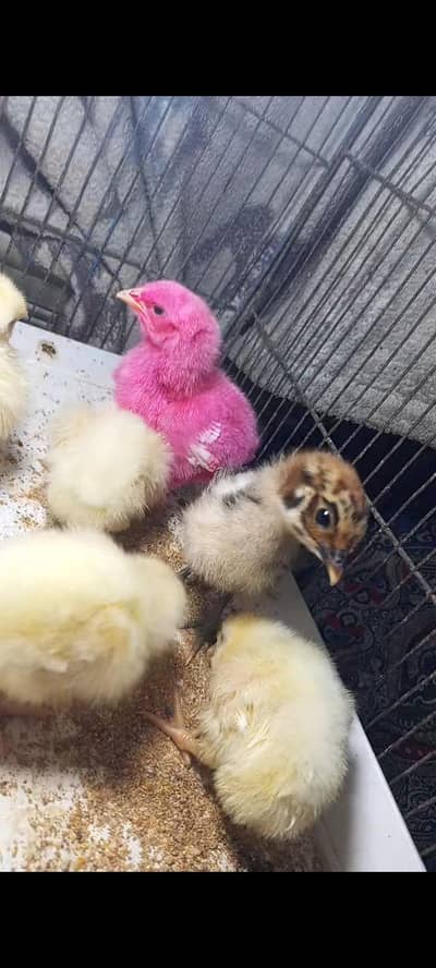 chicks for sale urgent sale krny h