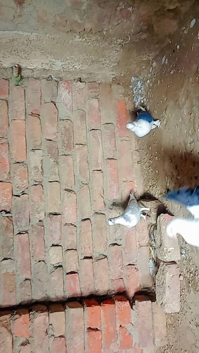 Sentient Breeder pair