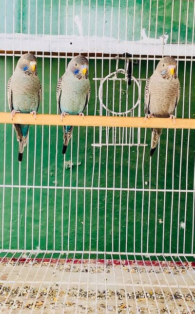 Violet and Grey Blackface Budgie Pathay Available for Sale