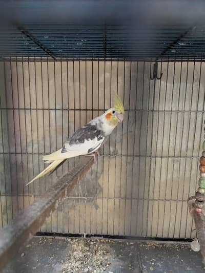 Cockatiel yellow male pied female and Eno male