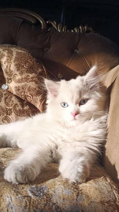 only family me rakhne wale raabta krein