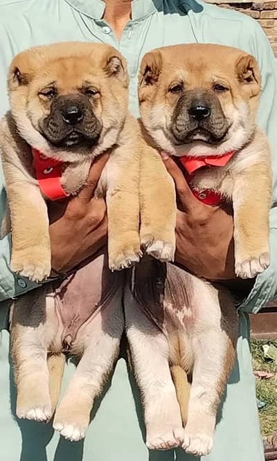 Afghan Kuchi | pure Afghan Kuchi puppies pair | Afghan Kuchi dog
