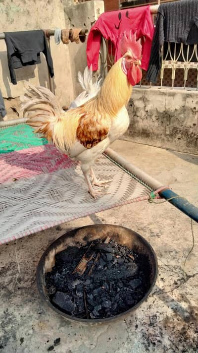 Healthy aur strong ha agar Kisi ko chahiye to Whatsapp pr aa jay