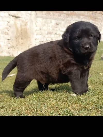 German Shepherd | Puppies | Dog | German Shepherd Pup | Double Coat