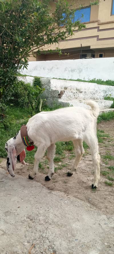 Bakra
