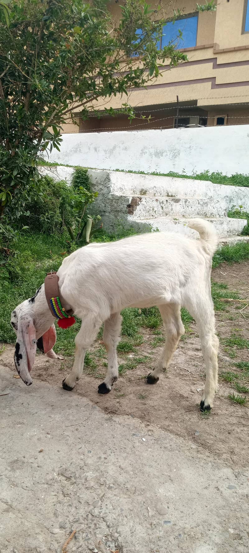 Bakra 0