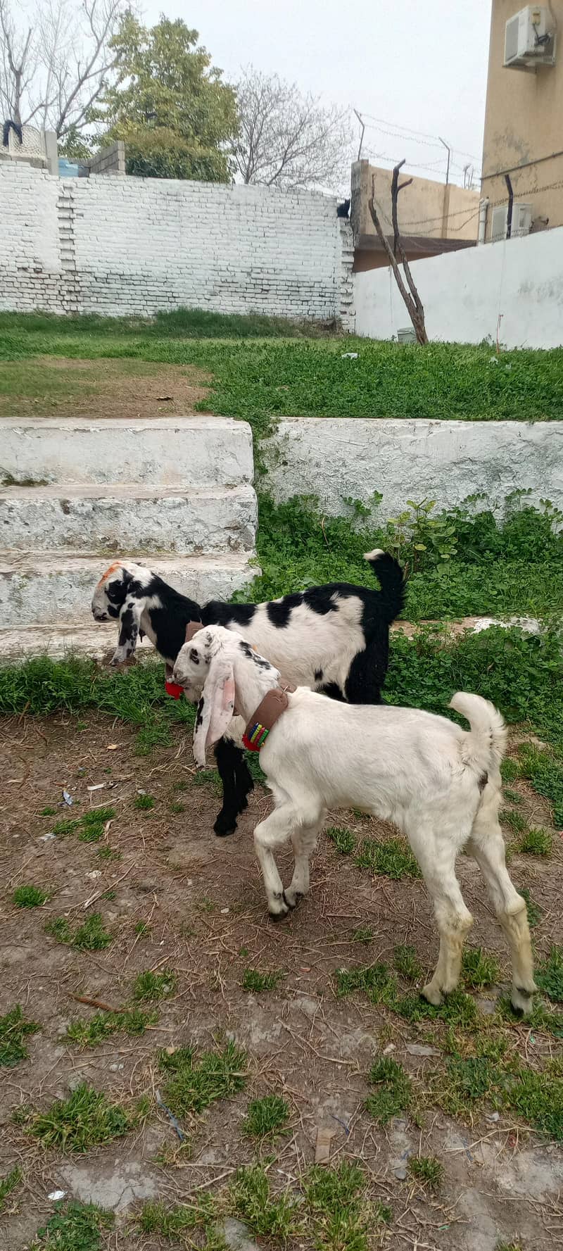 Bakra 4