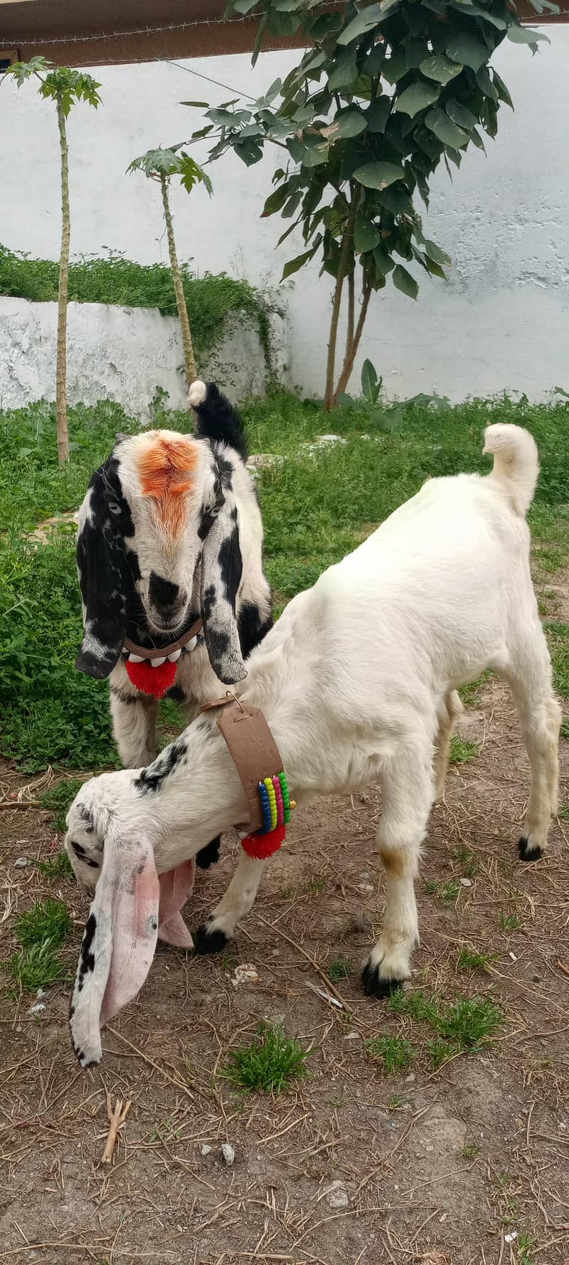 Bakra 5