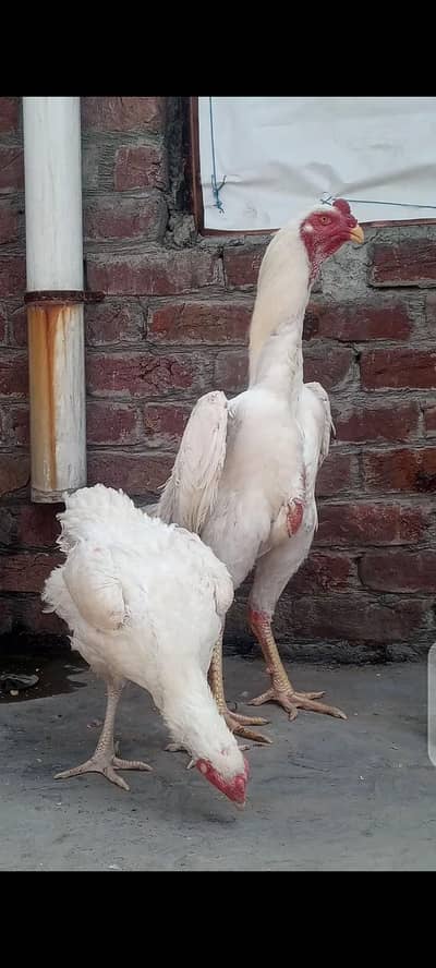 pure white shamo /high quality /white shamo pathy /aseel king shamo