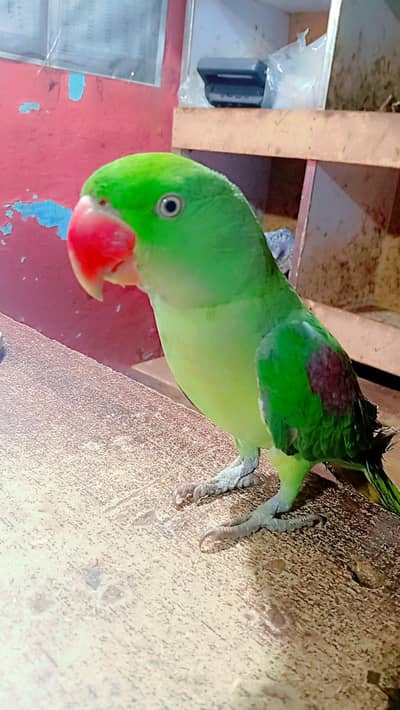 hand tame 03187108030