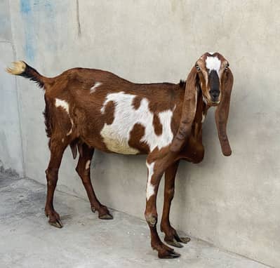 Beautiful Nagri Beetal Bakri for Sale 0320-6490057