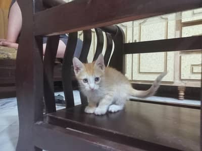orange Persian kitten
