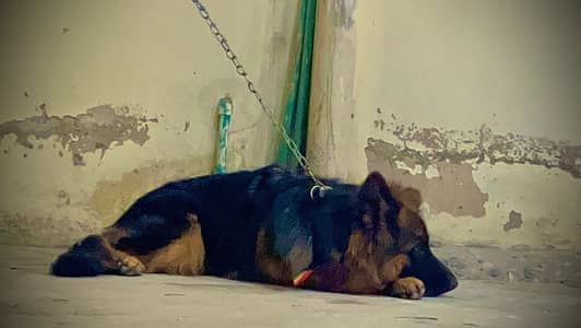 Germen shepherd female