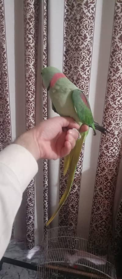 Active Alexander parrot