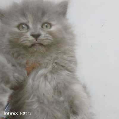 Oringe Eyes grea color