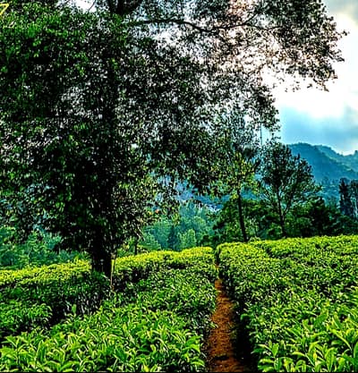 Naval Farms E block 5 Kanal Plot File Prime Location