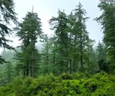 C Block Best Location Farm Plot 5 Kanal, Lush Green