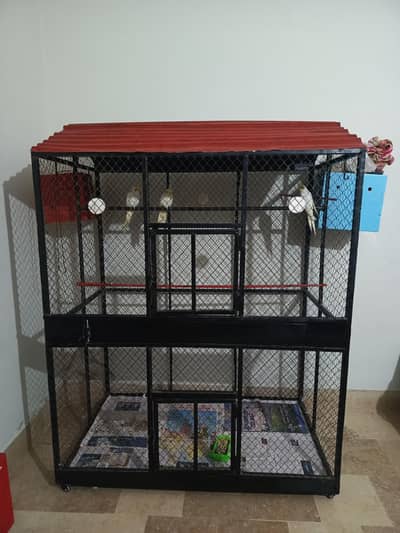 Birds Cage