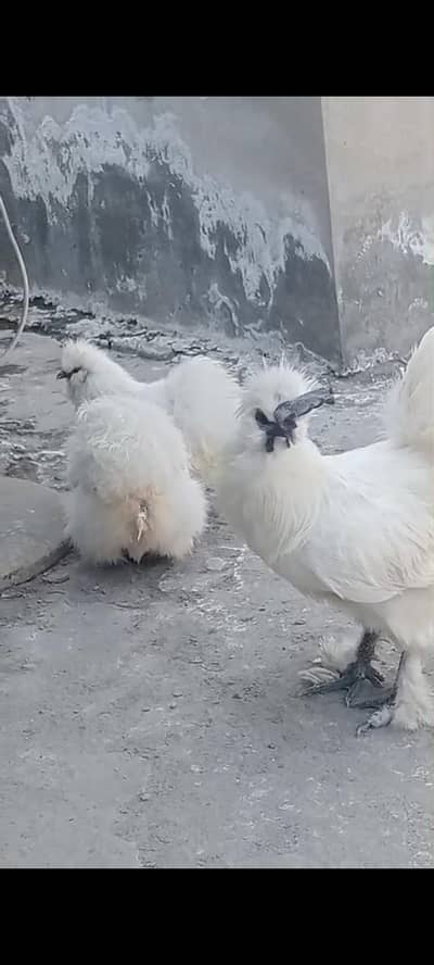 white silky breeder pair 2 female 1 male