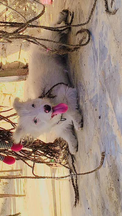 I am selling my 3 month pupees 03133302016